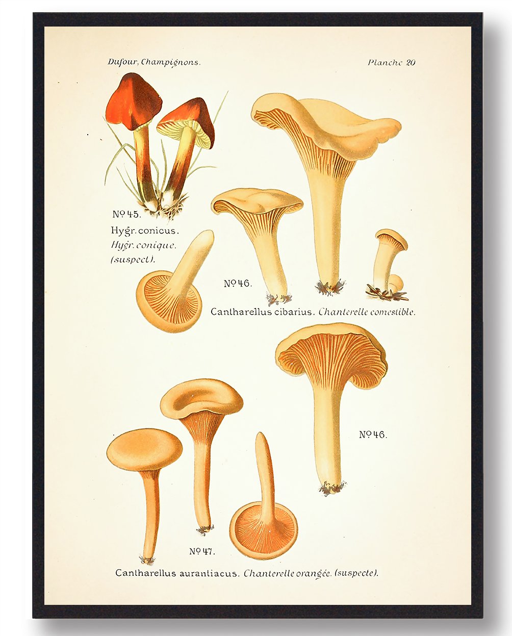 Kantareller Svampe Plakat - Perfekt til naturentusiaster!