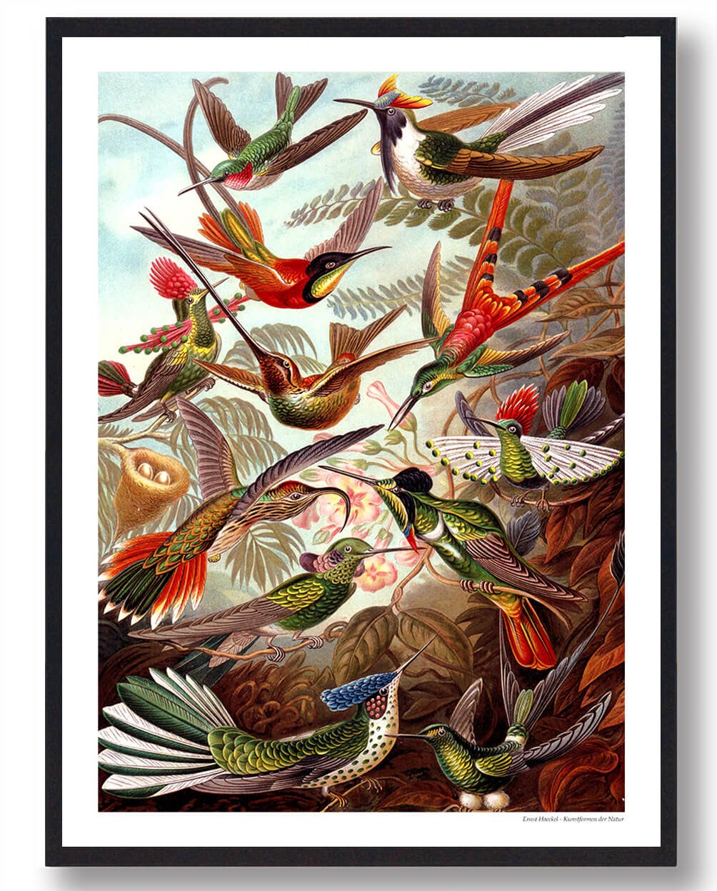 Kolibri Plakat – Farverig Naturplakat til Dit Hjem
