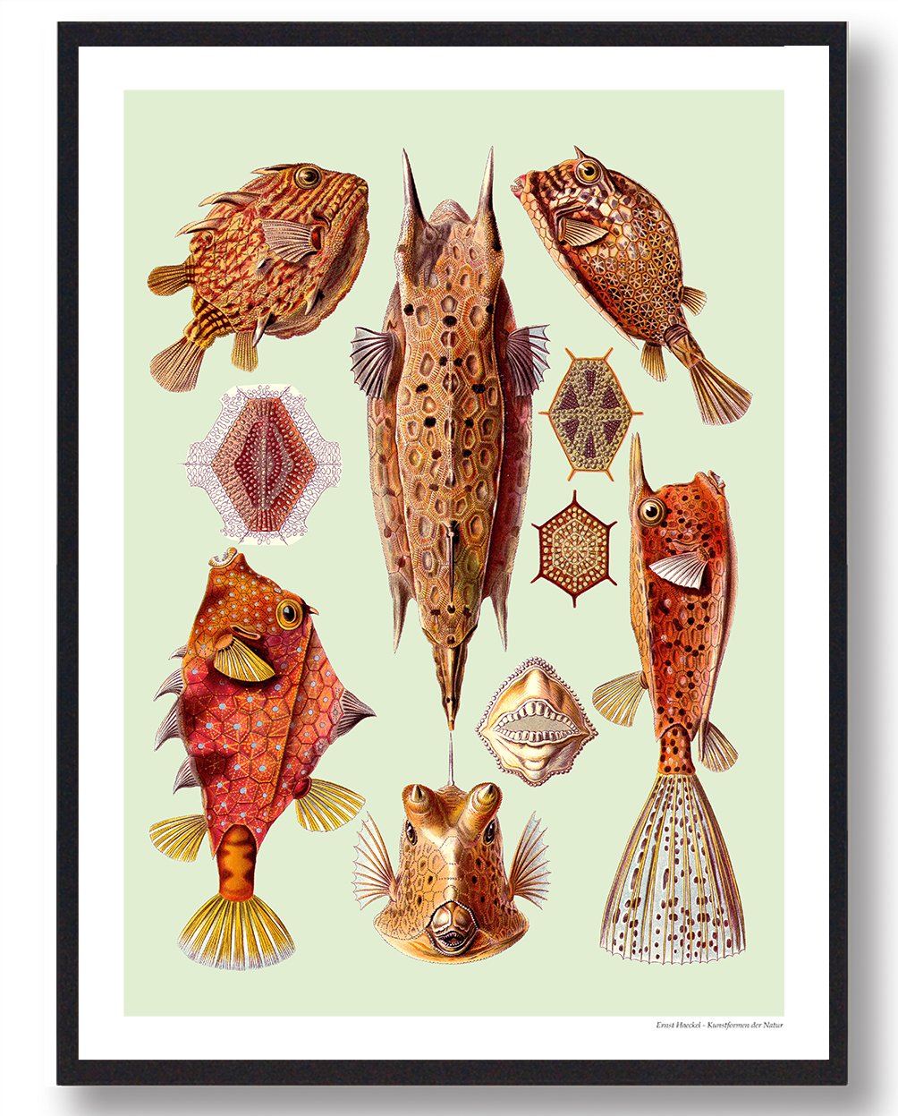 Kuffertfisk Plakat – Smuk Naturplakat til Dit Hjem