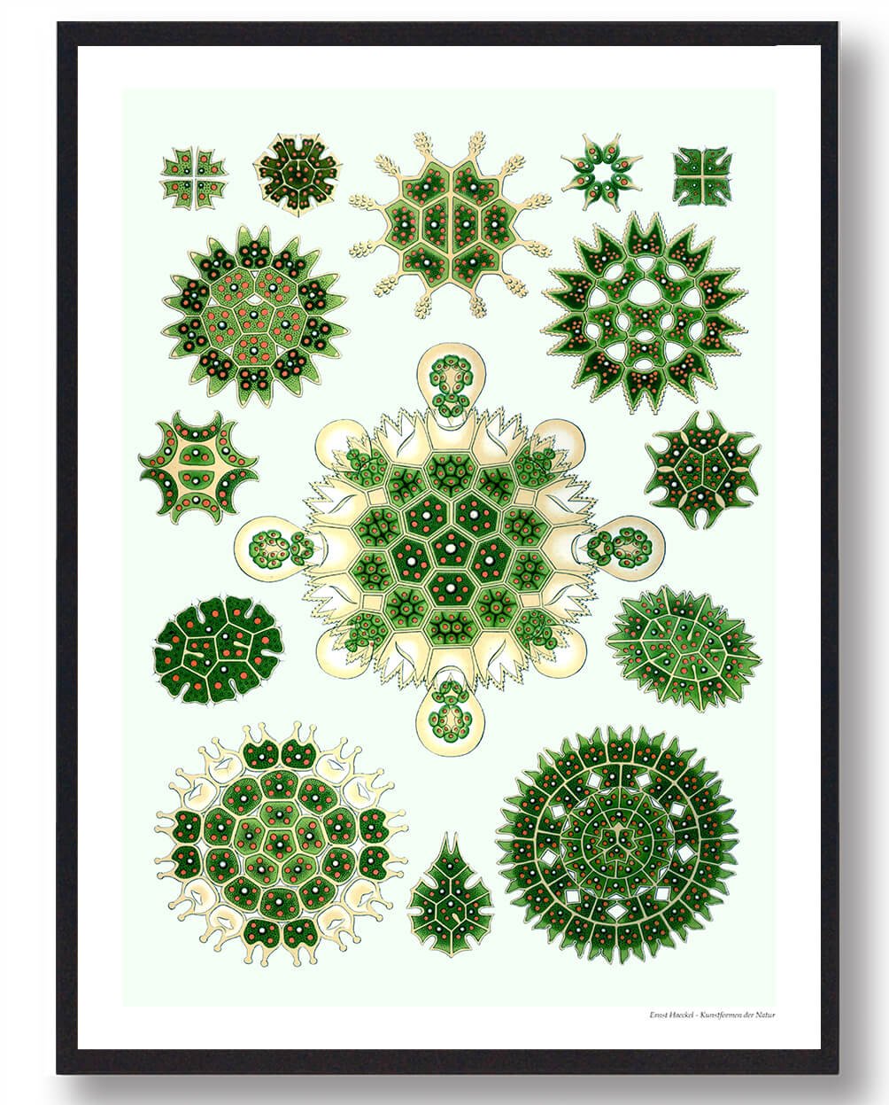Melethallia Naturplakat - Smuk Kunst til Dit Hjem