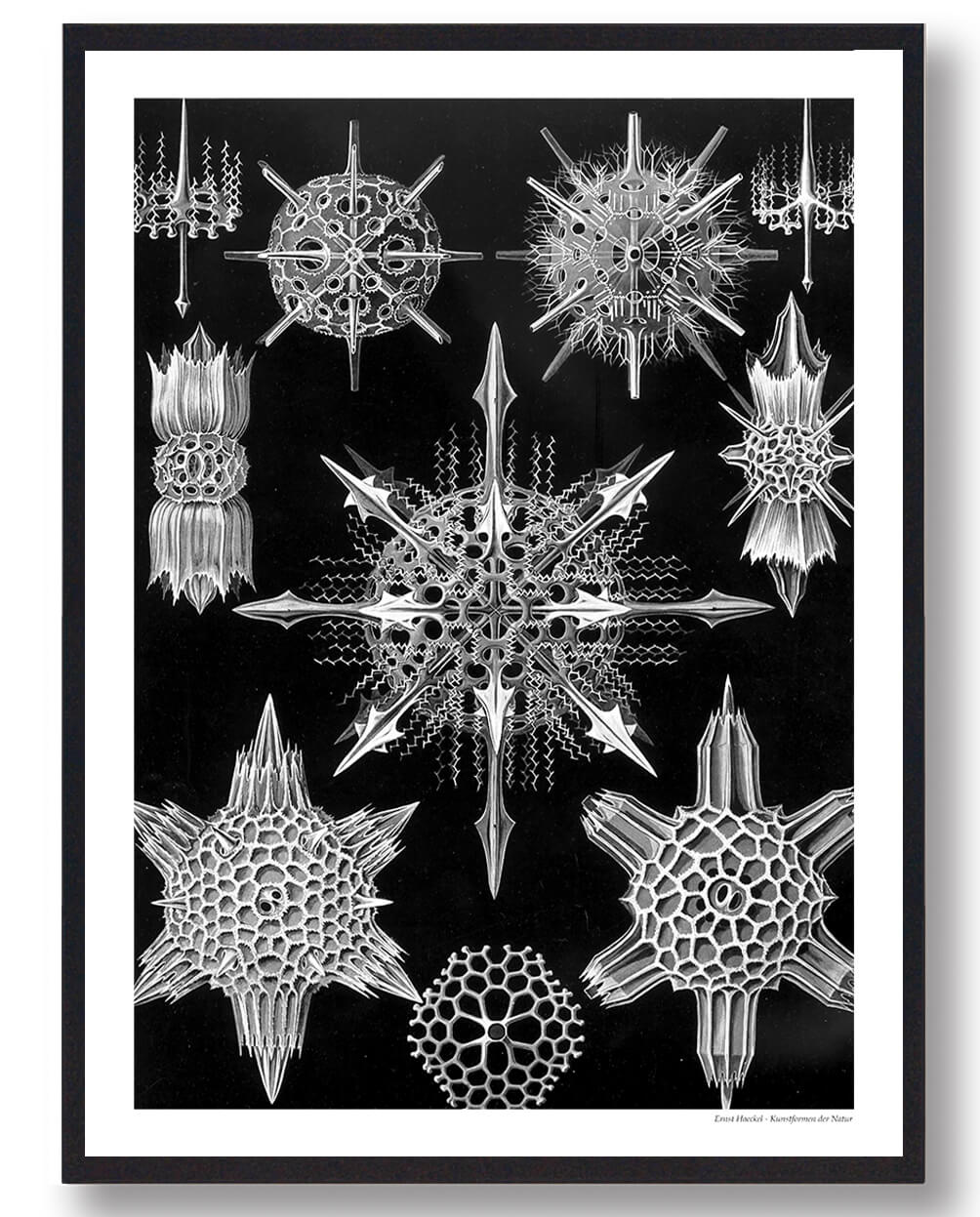 Plankton Plakat – Naturplakat til Dit Hjem og Kontor