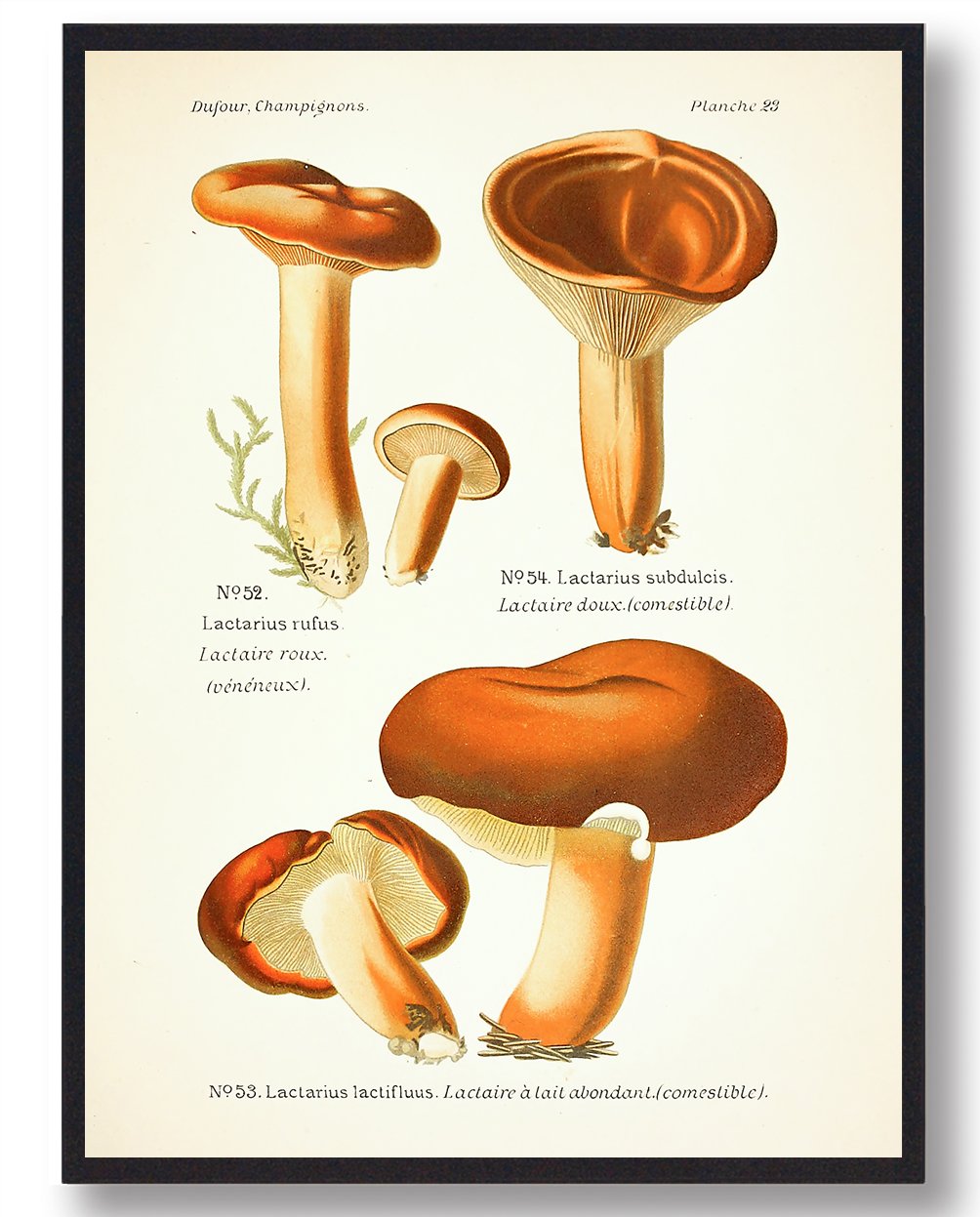 Rødbrun Mælkehat Svampe Plakat - Fantastisk Tilbud!