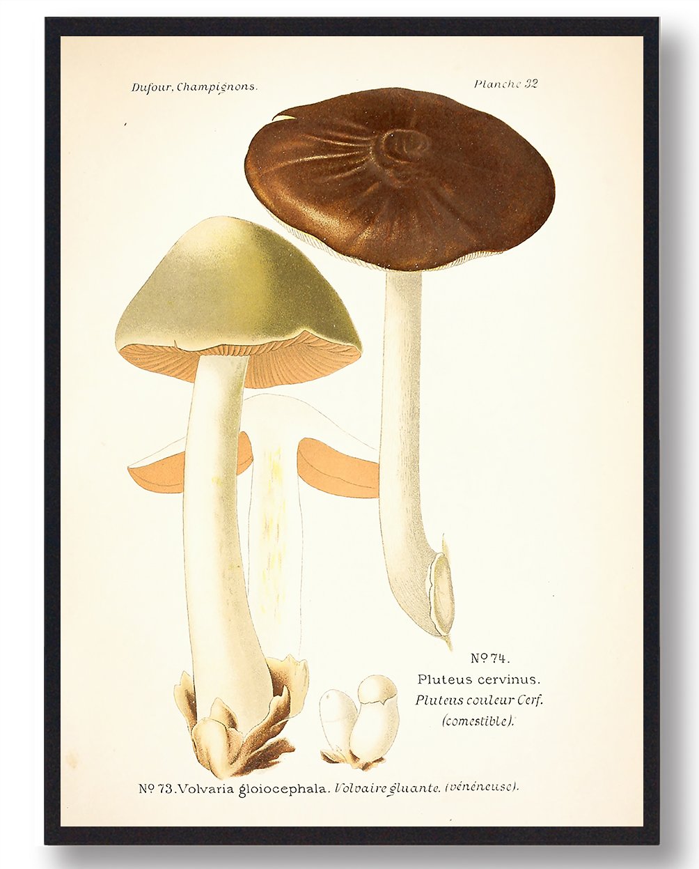 Sodfarvet Skærmhat Svampe Plakat - Fantastisk Tilbud!