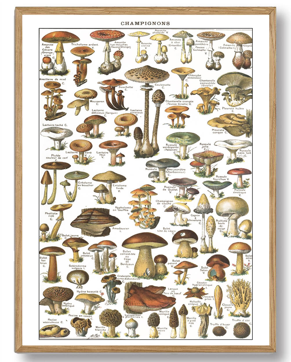 Adolphe Millot Svampe Plakat - Smuk Naturkunst