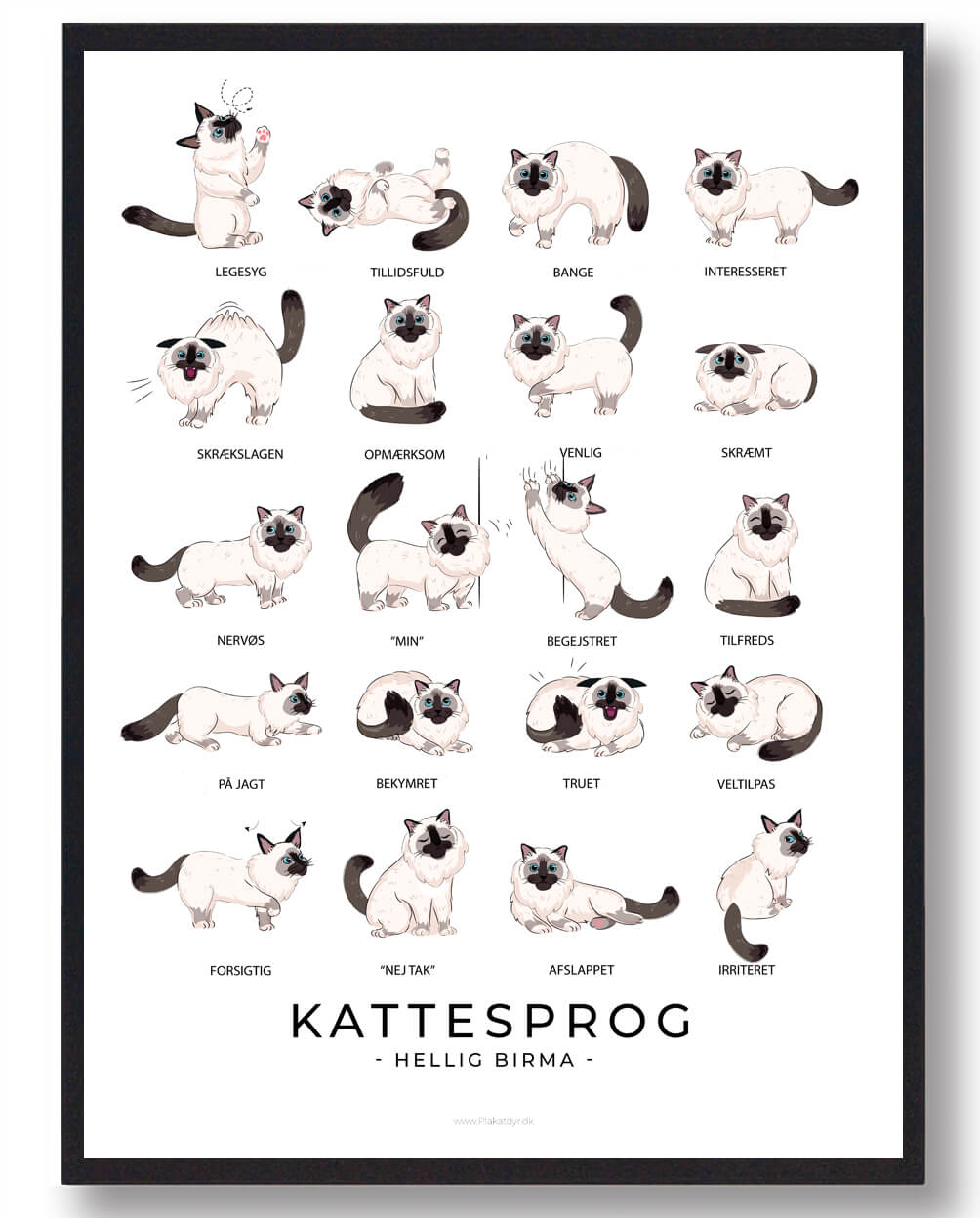 Hellig Birma Kattesprog Plakat til Katteejere - Lær om Adfærd