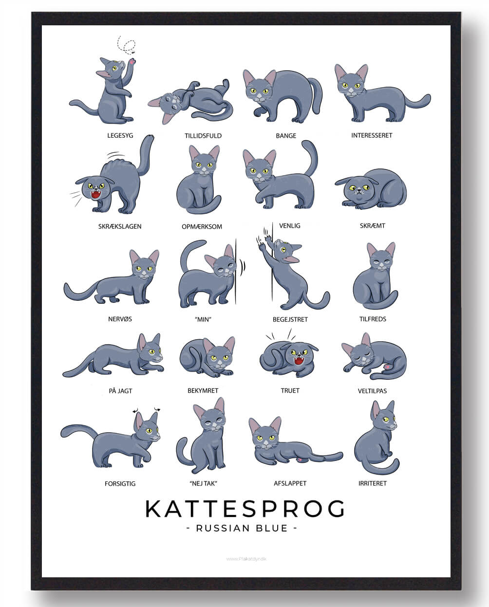 Katteplakat: Forstå Sproget hos Russian Blue Katte
