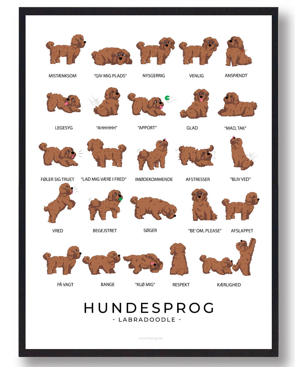 Labradoodle Brun Hundesprog Plakat