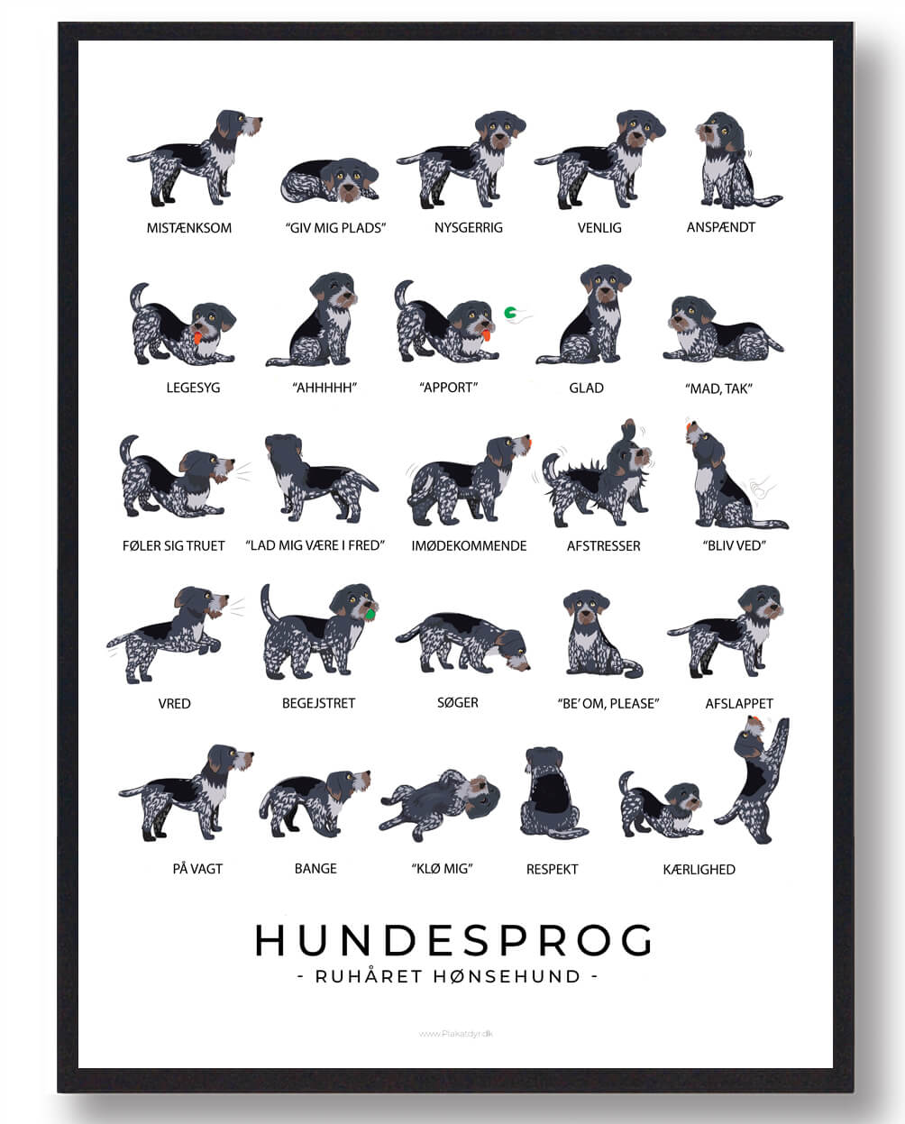 Ruhåret Hønsehund - Informativ Hundesprog Plakat
