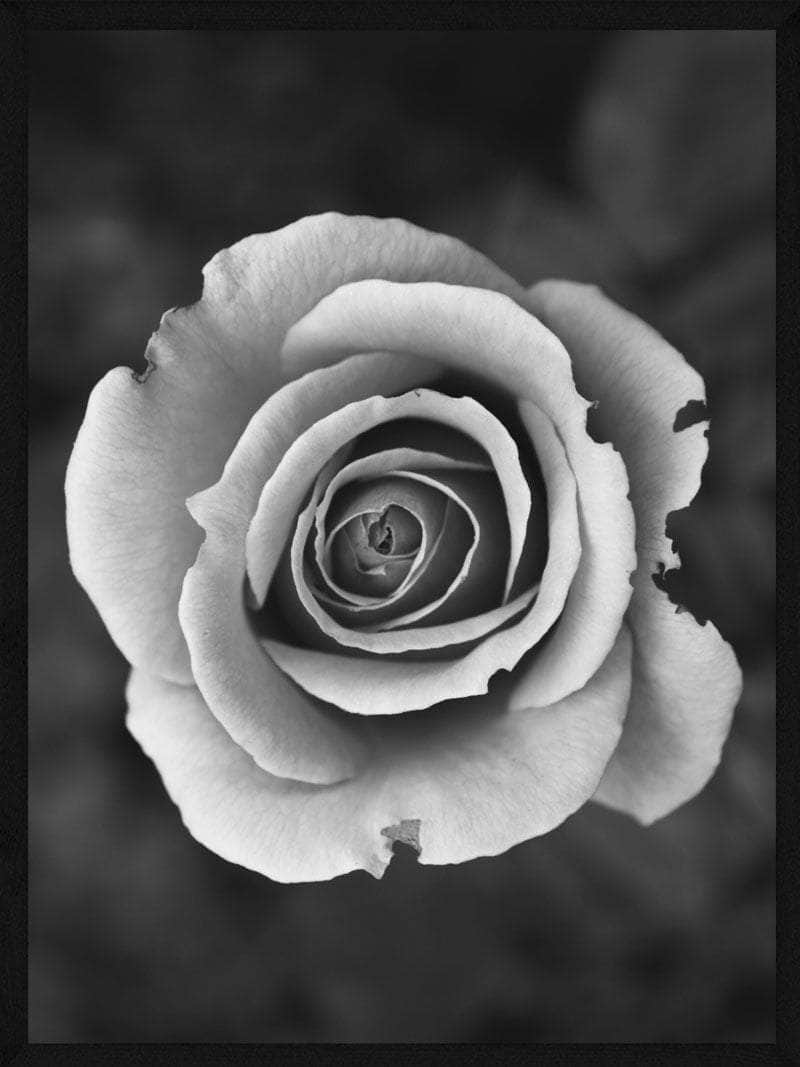 Hvid Rose Plakat - Botanisk Kunstværk til Dit Hjem