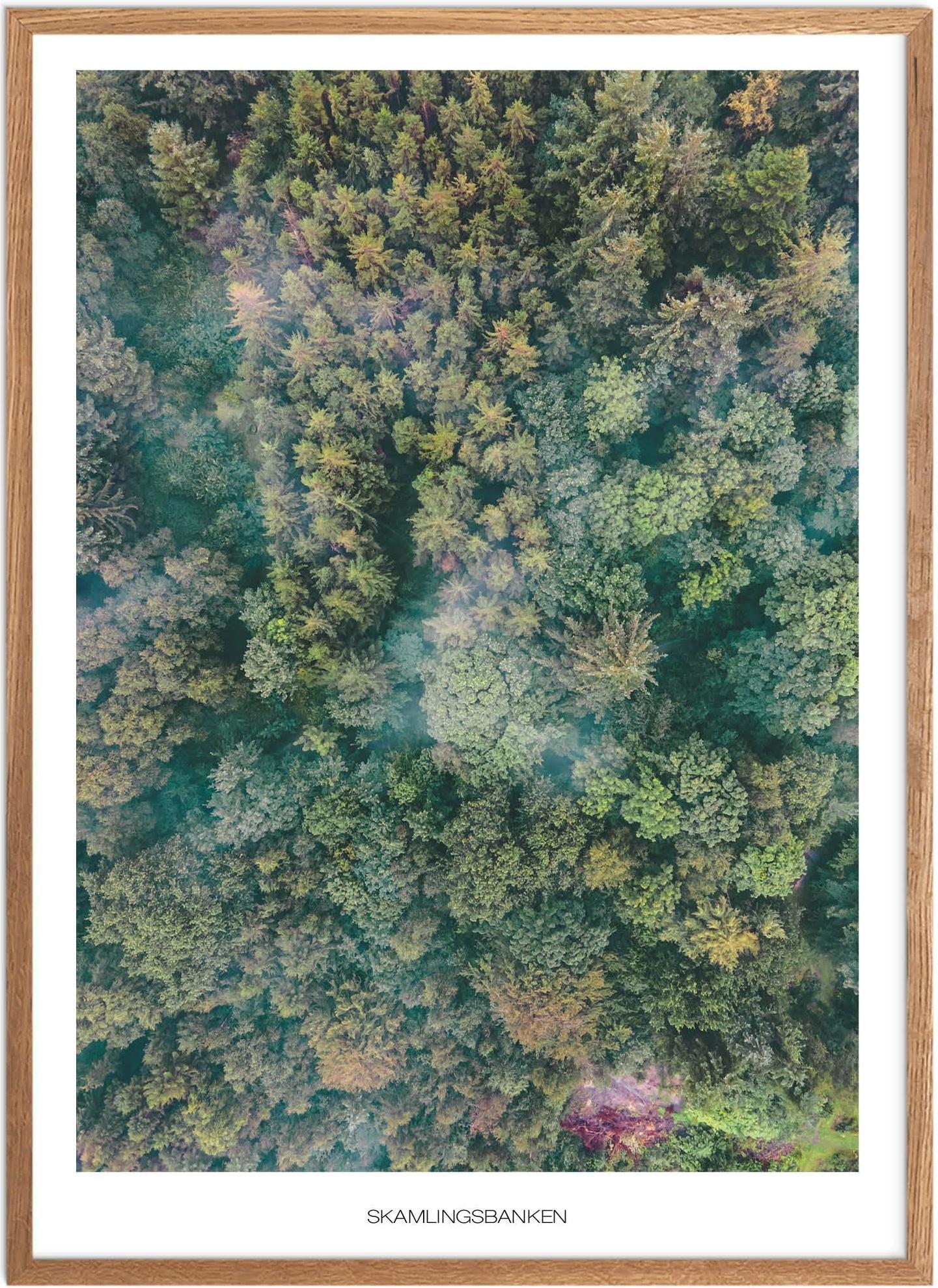 Plakat Skamlingsbanken Skov Naturplakat Plakater Sydjylland Plakat Plakatsnedkeren Drone-plakater
