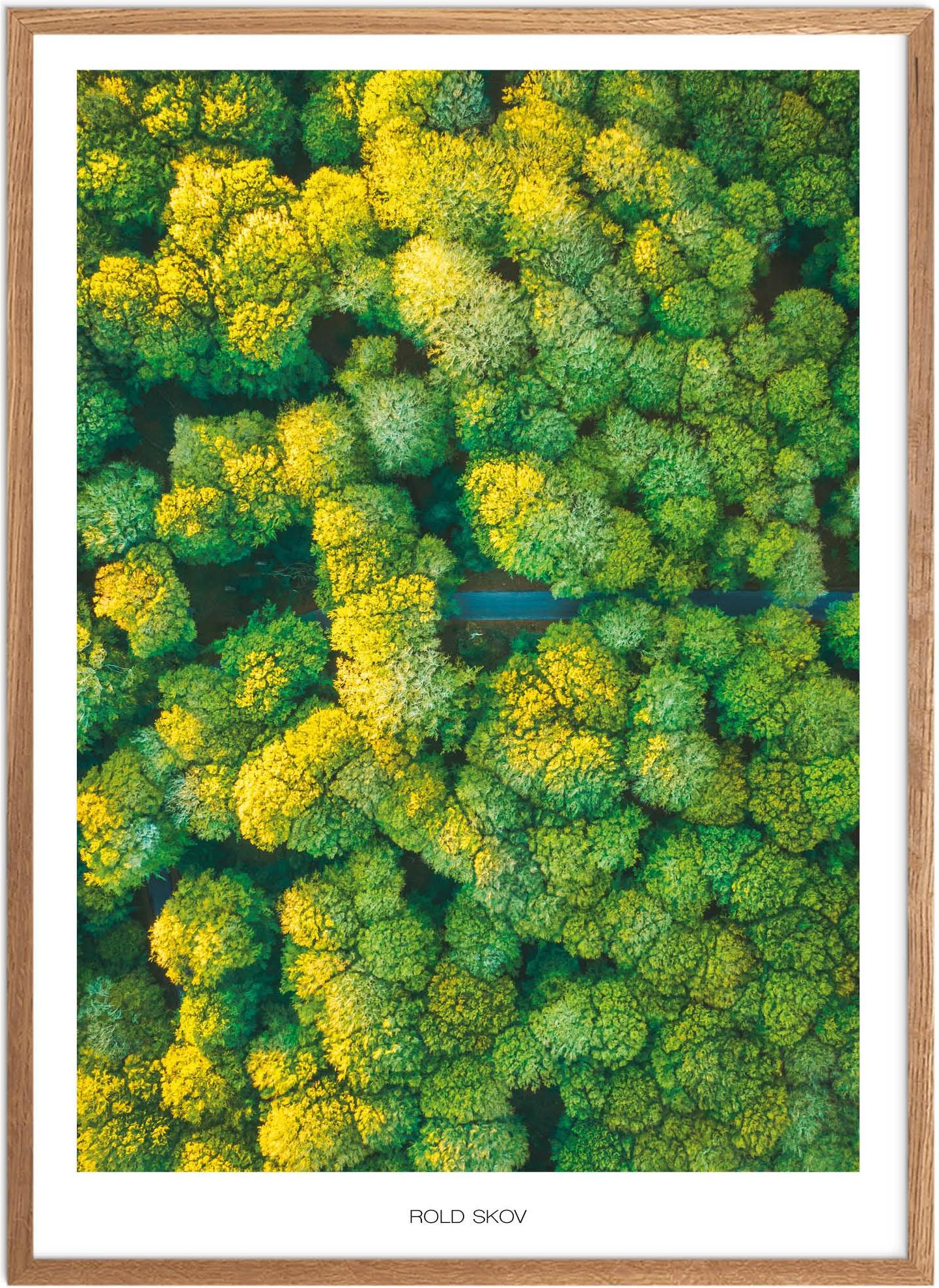 Plakat Rold Skov Naturplakat Plakater Nordjylland Plakat Plakatsnedkeren Drone-plakater