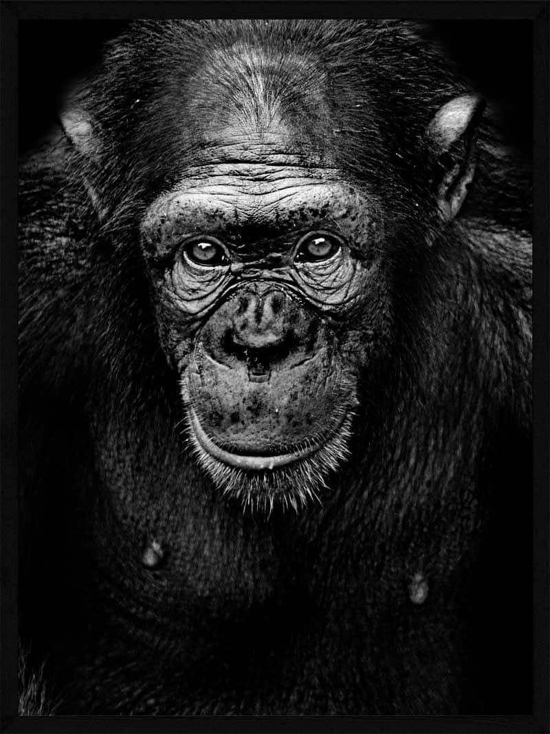 Intens Chimpanse Plakat – Farverig Dyre Dekoration