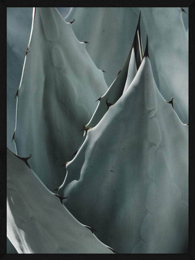 Agave Plakat - Smuk Kaktus Kunst til Væggen