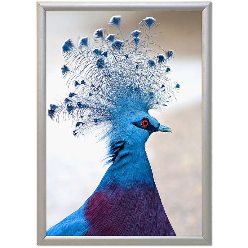 Sølv Alu Snap Frame 50x70 cm – Perfekt til Plakater