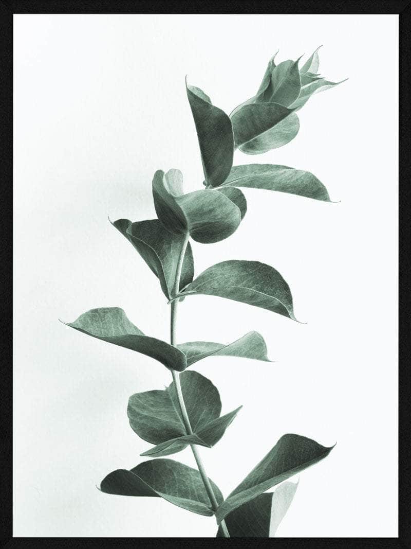 Eucalyptus Plakat – Smuk Botanisk Udsmykning til Hjemmet