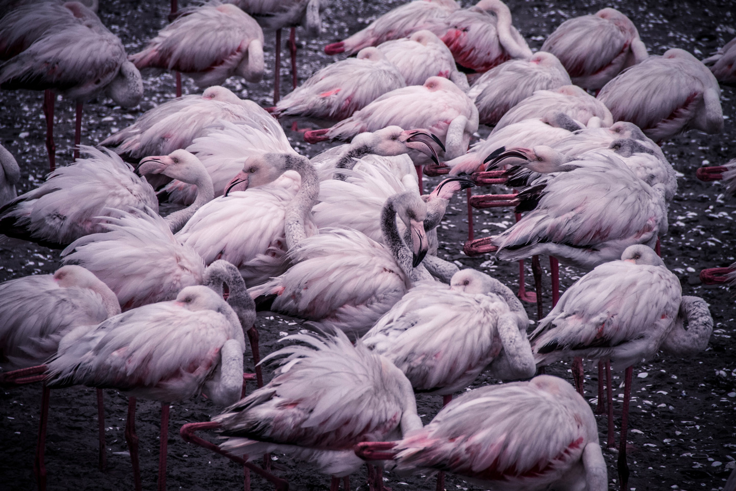 Flamingo Cluster Kunstværk – Unik Dekoration til Dit Hjem