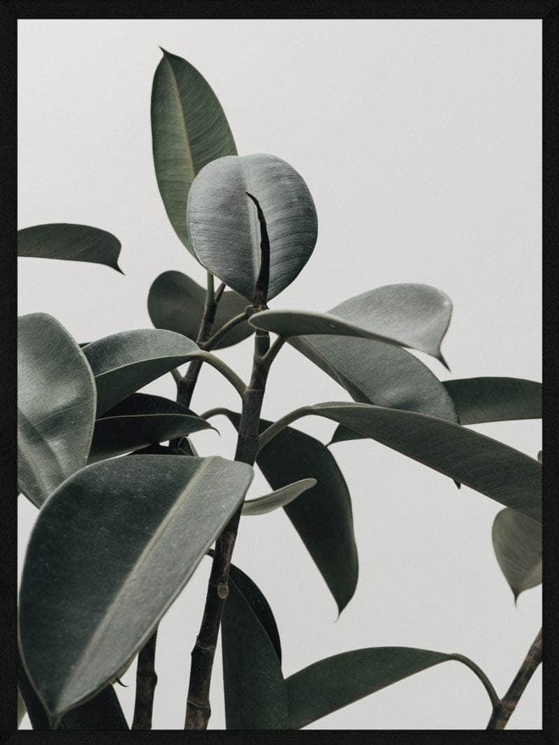 Gummi Planten Plakat - Skøn Botanisk Kunstværk