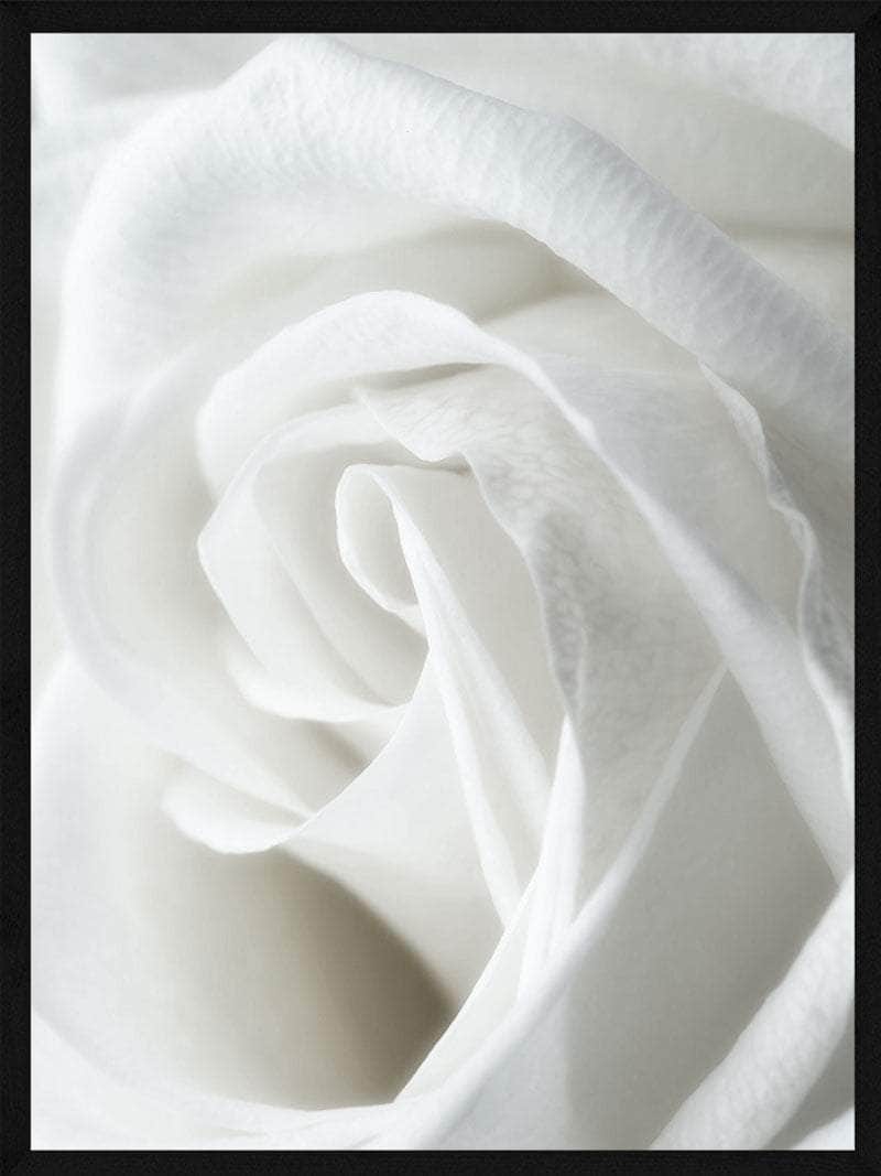 Nærbillede af Hvid Rose - Botanisk Plakat til Udsalg