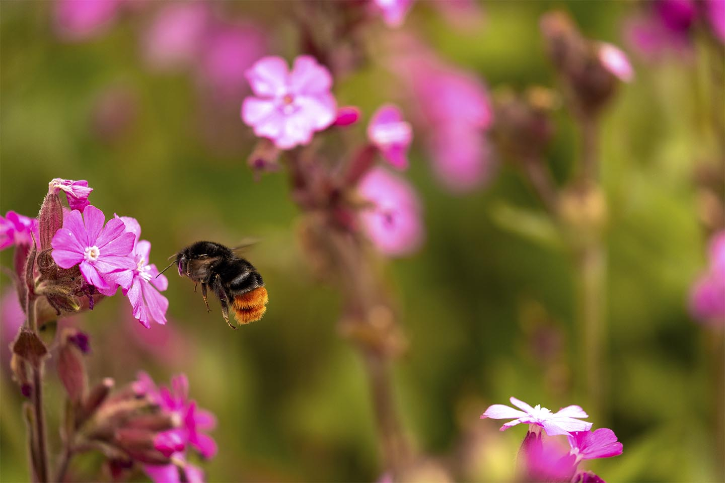Unikt blomster- og humlebi-foto fra MSJ Natur Foto