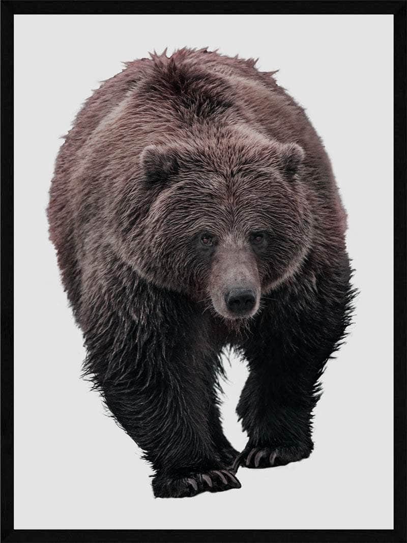 Grizzlybjørn Plakat med Hvid Baggrund - Stressaflastning
