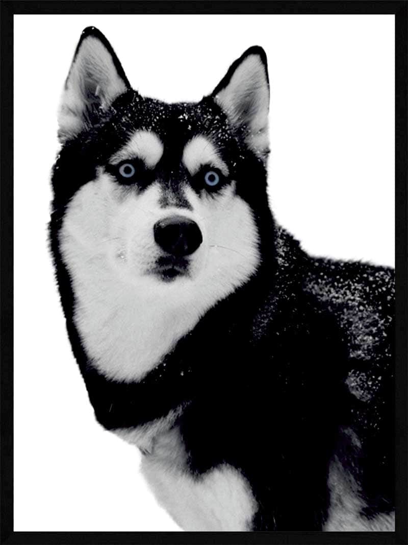 Husky Plakat - Smuk Kunst til Dyreelskere og Naturfans