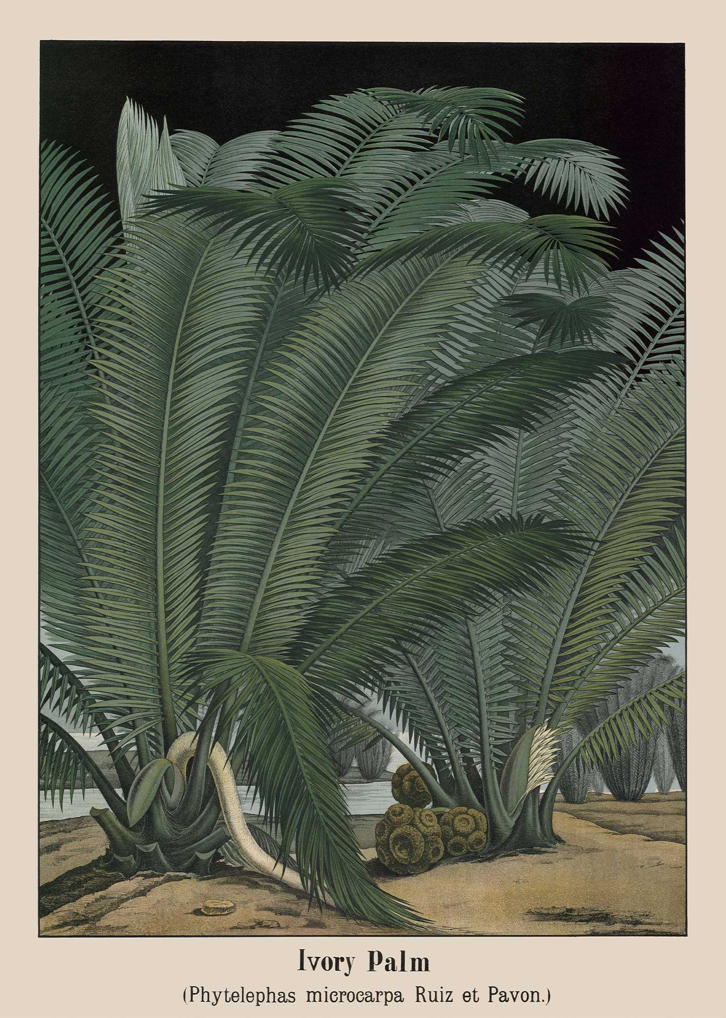 Vintage Plakat: Ivory Palm - Elegance til Dit Hjem