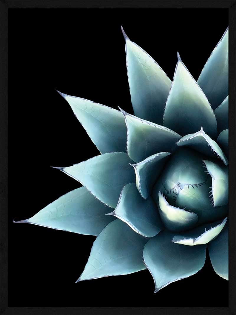 Kaktus Blomst Plakat - Botanisk Kunst til Væggen