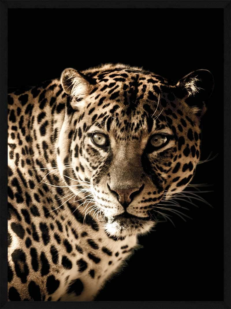 Leopard Plakat - Smukt Dyr i Flotte Farver