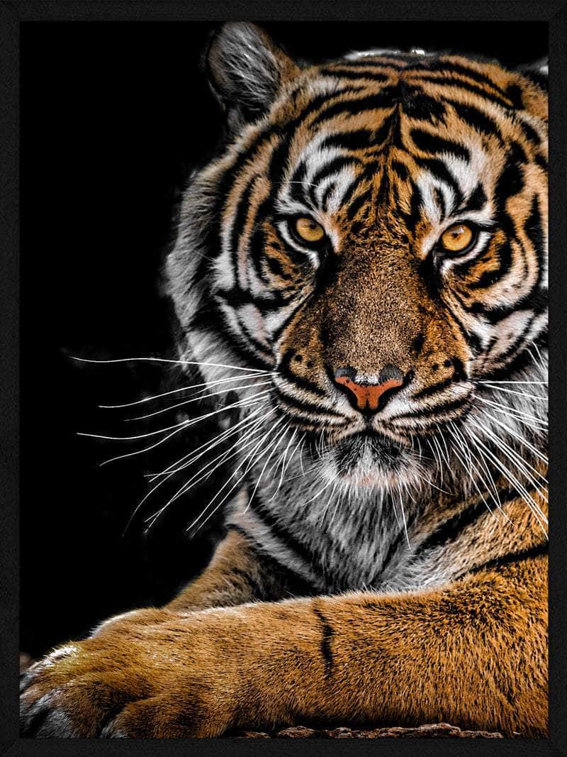 Liggende Tiger Plakat - Majestætisk Kunst til Dit Hjem