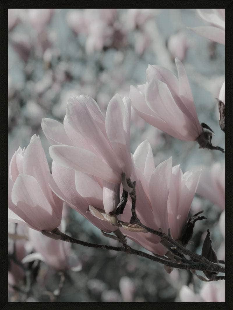 Magnolia Plakat i Botanisk Design - Unik Dekoration