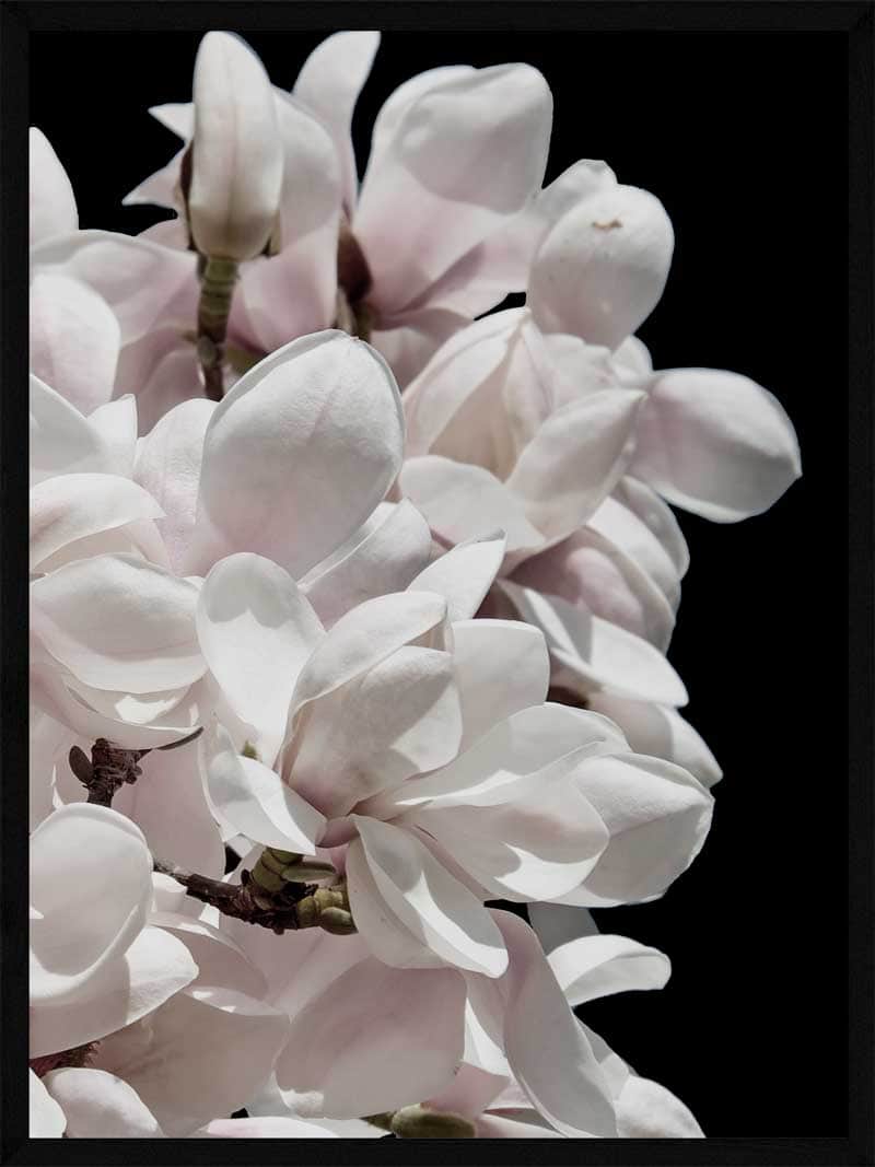 Magnolia Plakat - Smuk Botanisk Kunst til Dit Hjem