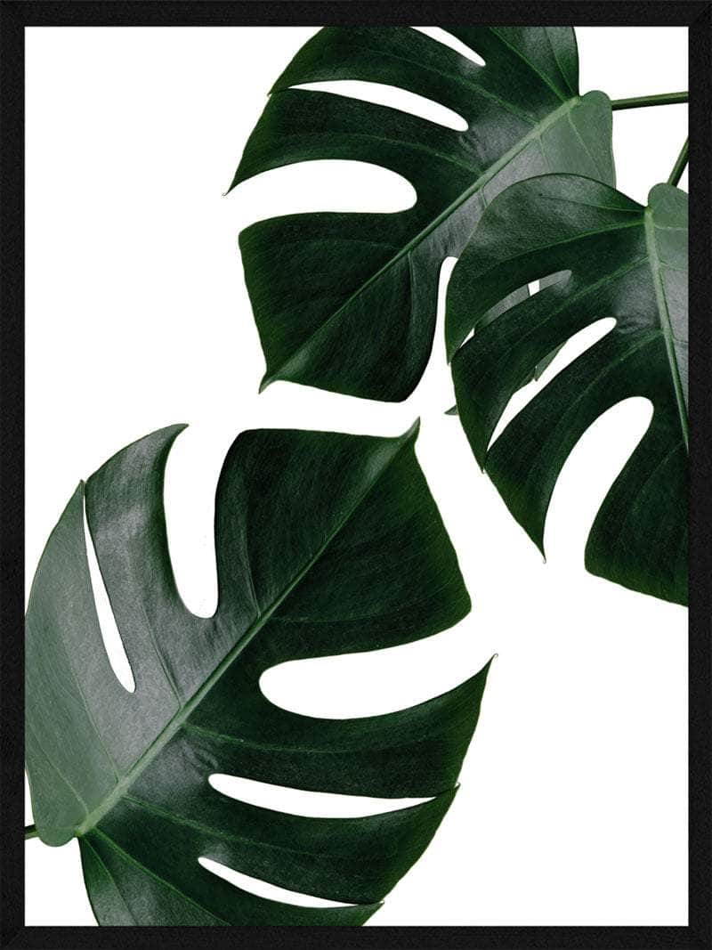 Monstera Plakat - Smuk Botanik til Dit Hjem