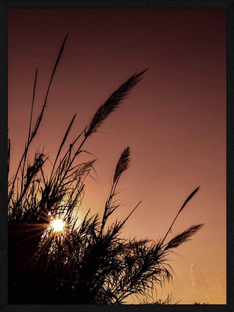 Pampas Rød Himmel Plakat til Boligindretning