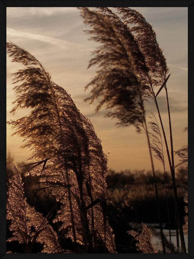 Pampas Solnedgang Plakat - Elegant Botanik til Dit Hjem