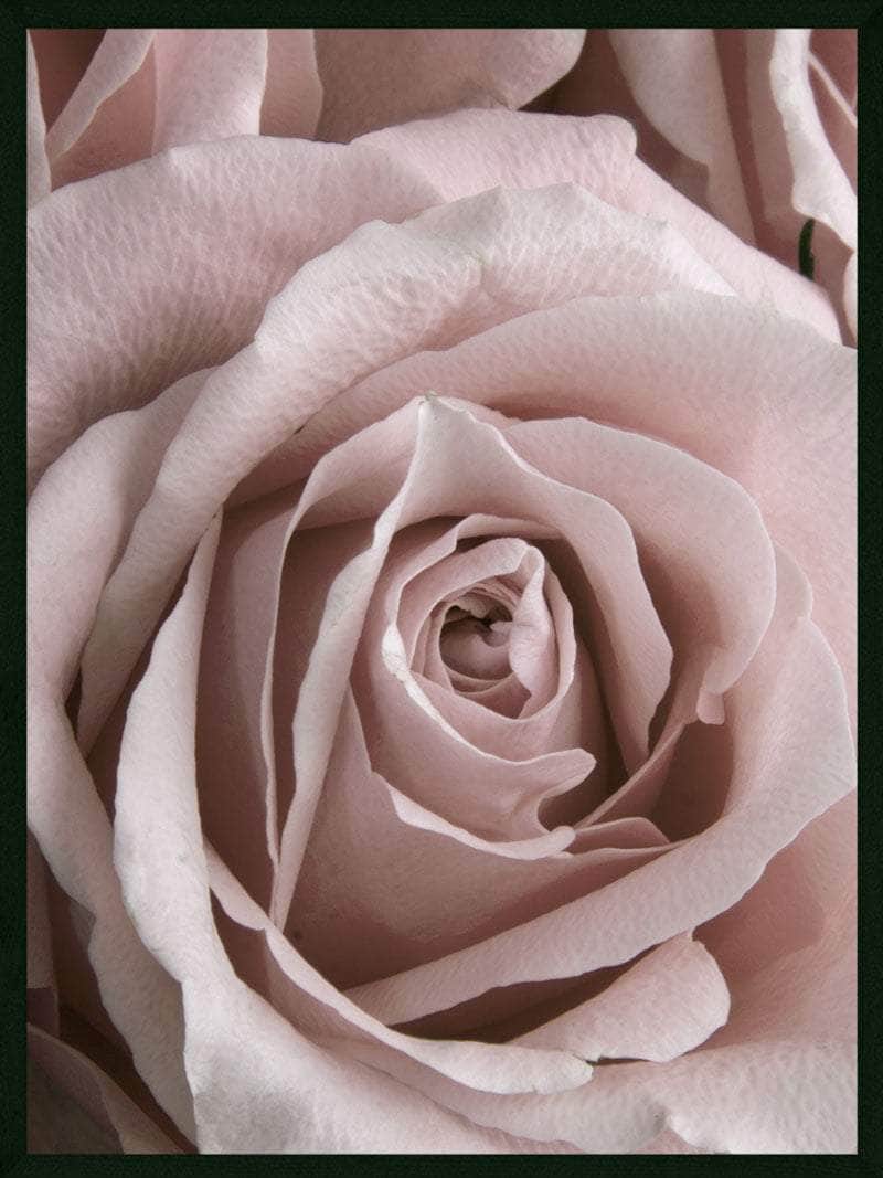 Rosen Closeup Plakat – Botanisk Kunst til Dit Hjem