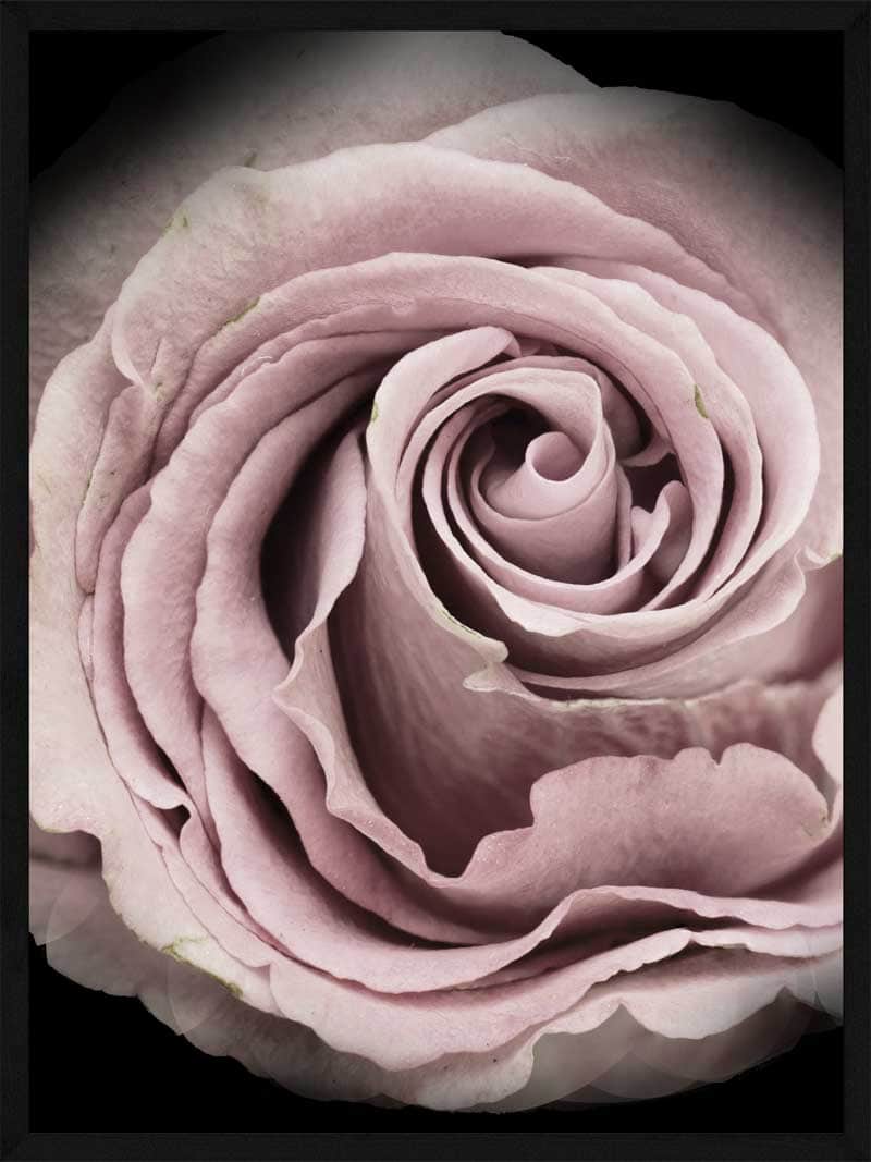 Rosen Plakat - Smuk Botanisk Kunst til Dit Hjem