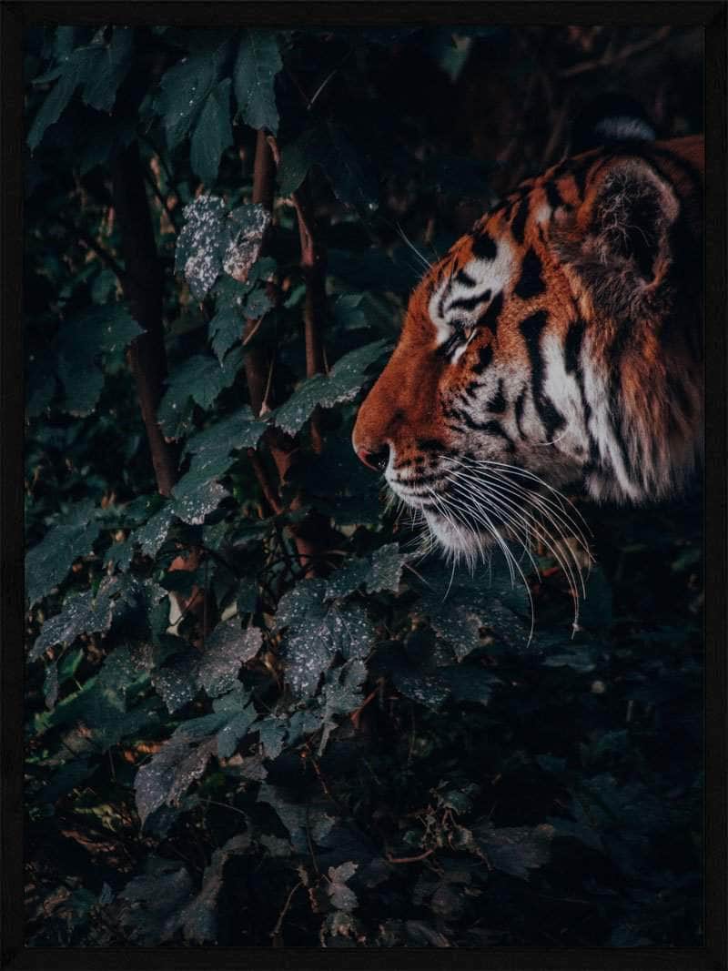 Tiger i Junglen Plakat - Smukt Dyr Kunstværk