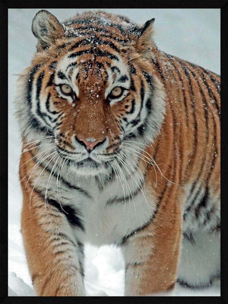 Tiger i Sneen Plakat - Unik Kunst til Dit Hjem