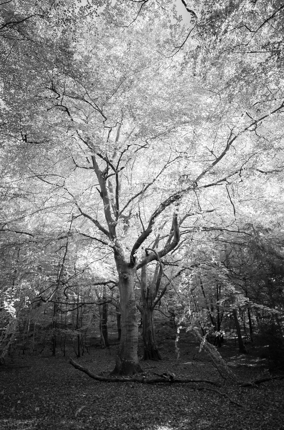 Unikt kunstværk: And Then I Found A Tree af David Foli