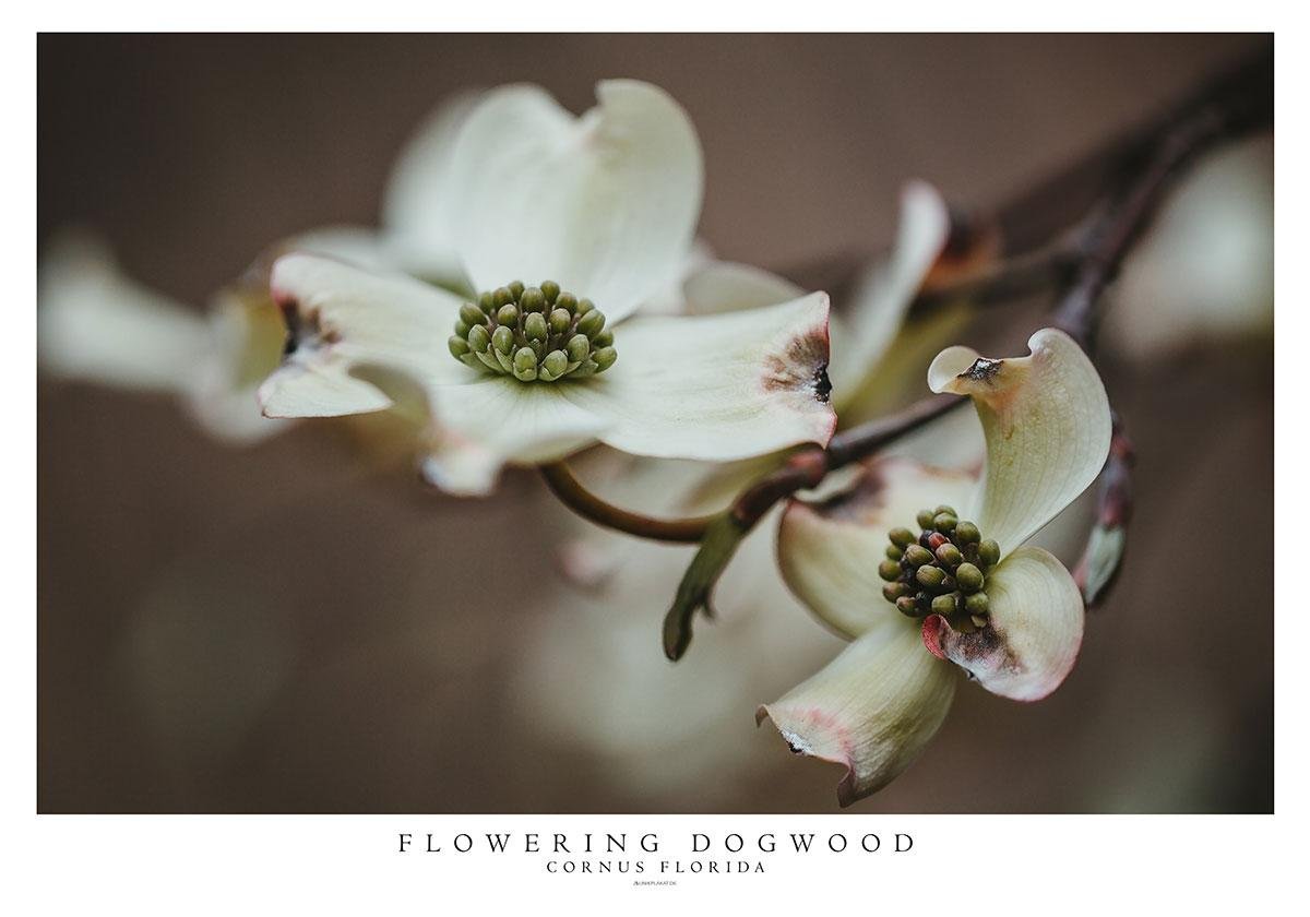 Blomsterkornel Plakat – Smuk Fotokunst på udsalg!