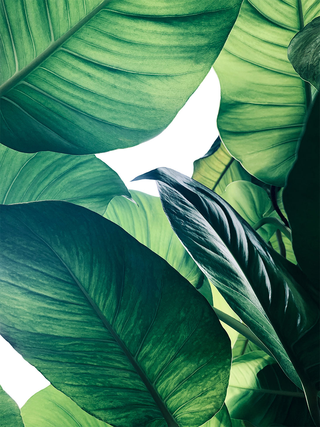Calathea No. 1 Kunstværk fra Illux – Unik Indretning