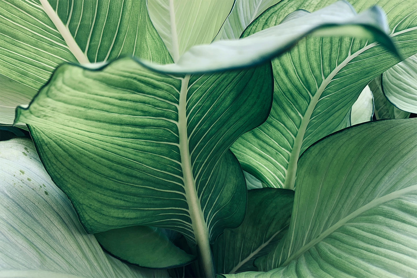 Calathea No. 2 Kunstværk – Unik Dekoration til Hjemmet