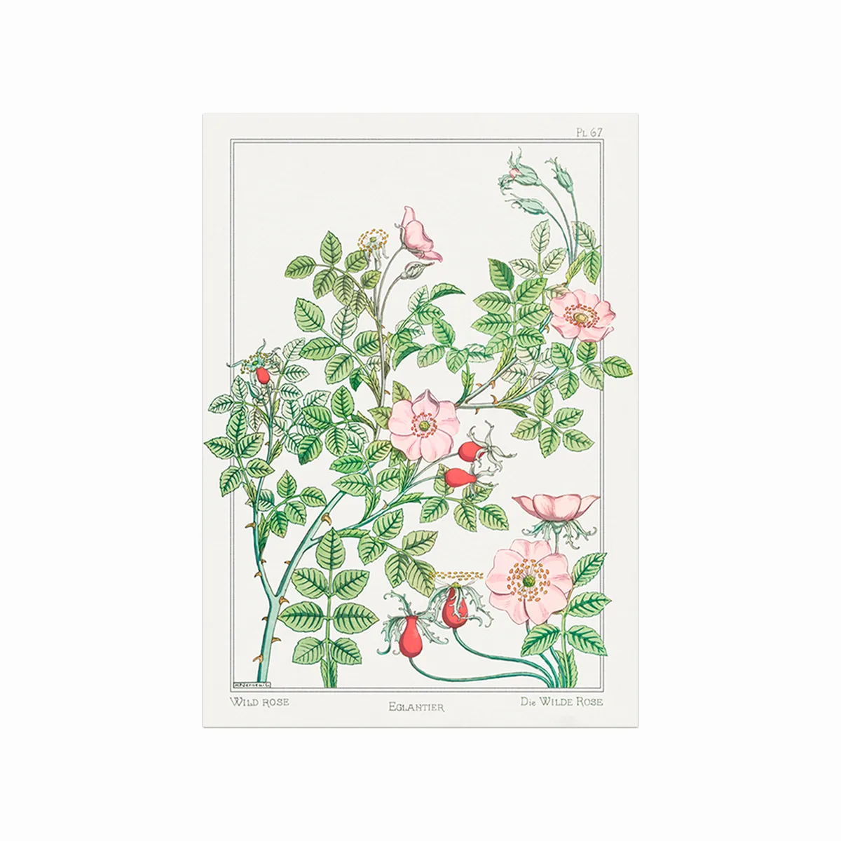 Eglantier Wild Rose Plakat – Retro Design til Dit Hjem