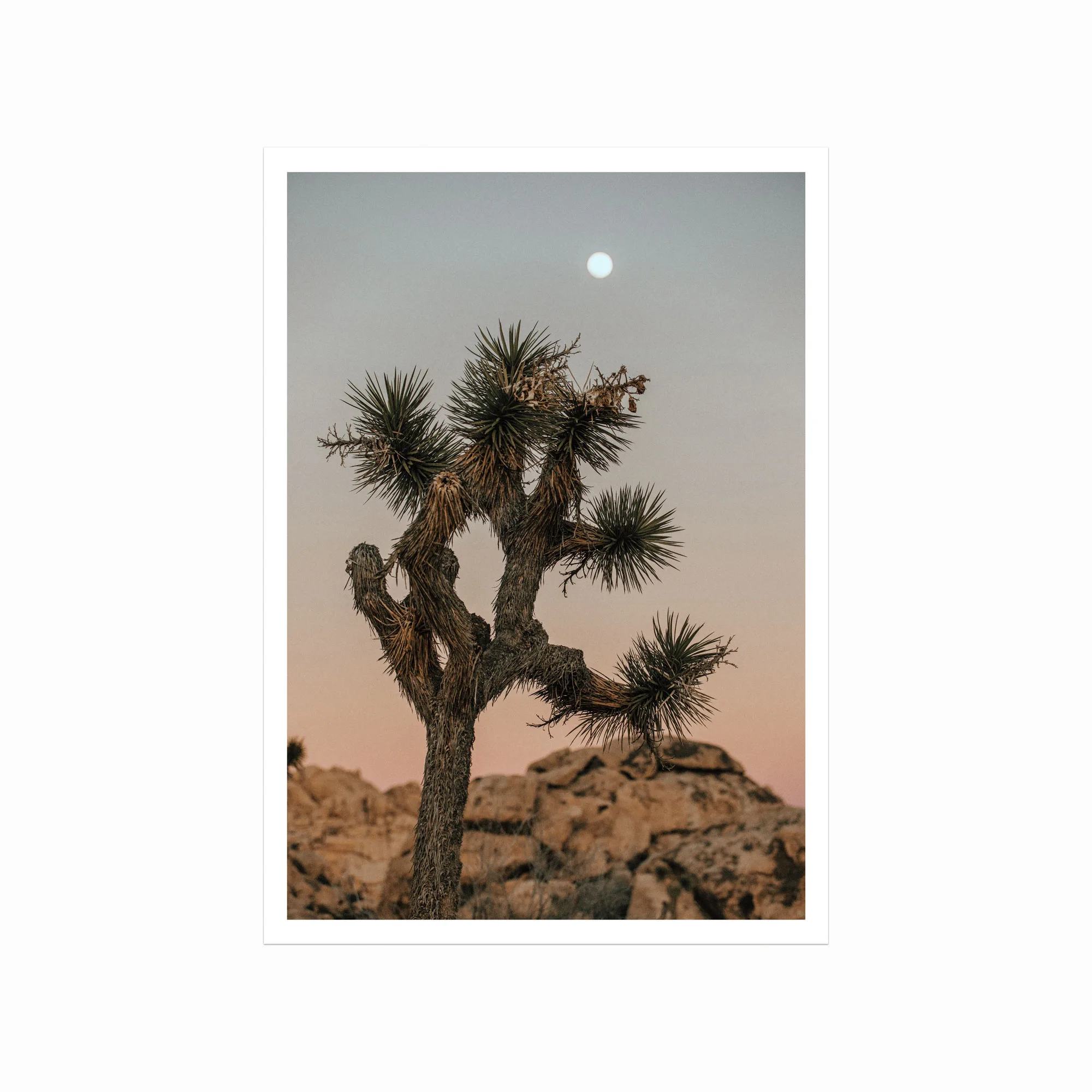 Smuk Joshua Tree plakat til hjemmet - Natur og Meditation