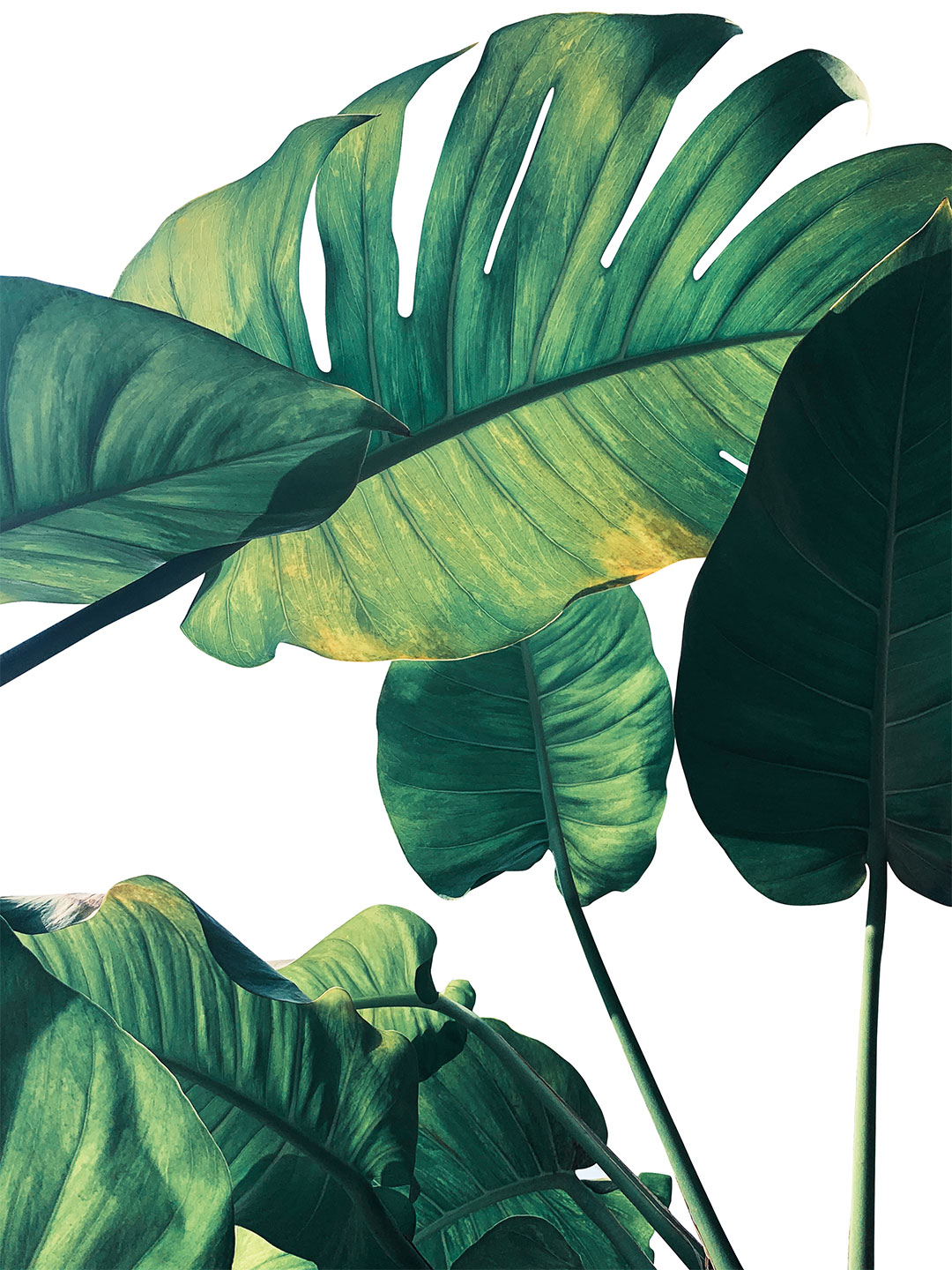 Monstera Kunstværk fra Illux – Unik Indretning til Dit Hjem