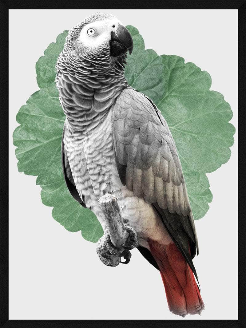 Papegøje Plakat - Smuk Naturplakat til Dit Hjem
