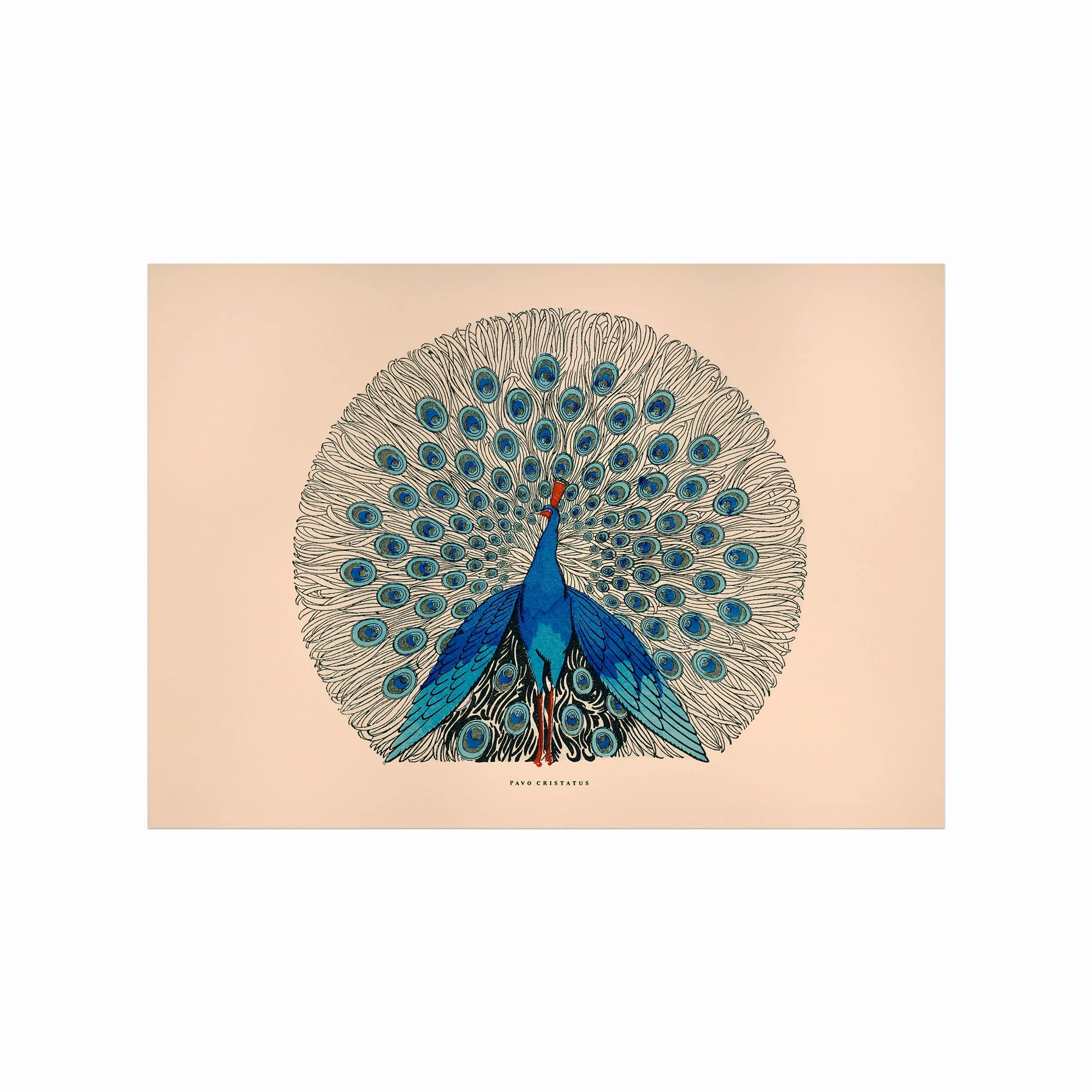 Farverig Pavo Cristatus Plakat til Børneværelset