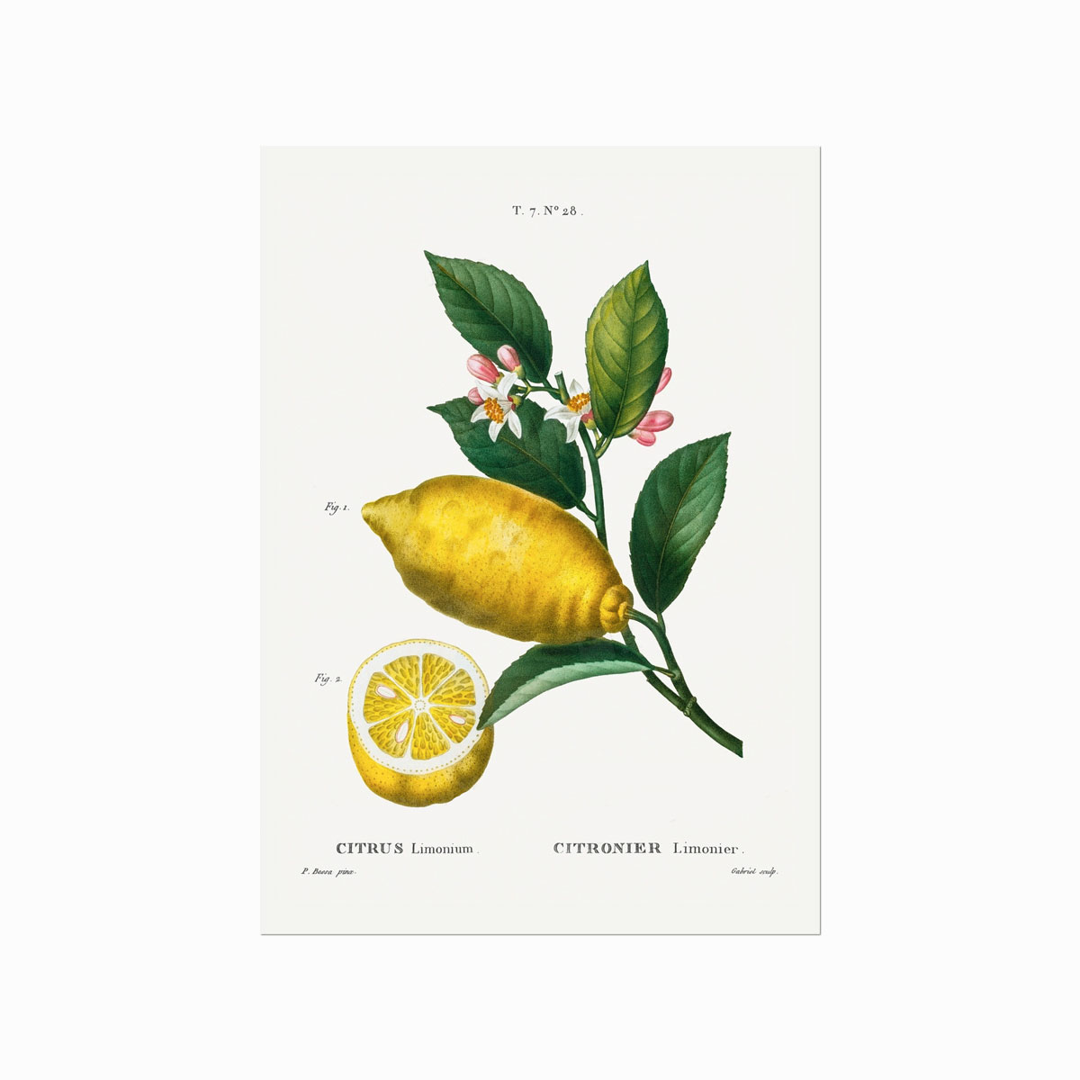 Pierre Joseph Redouté Citrus No 28