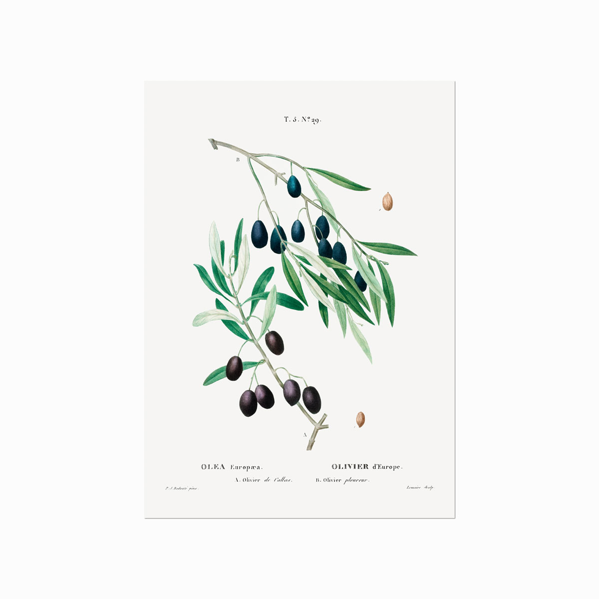 Pierre Joseph Redouté Olive No 29