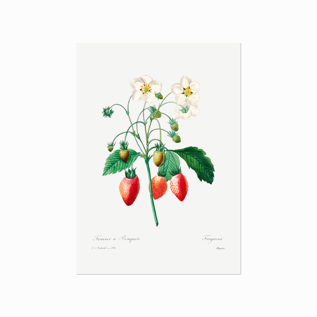 Pierre Joseph Redouté Strawberry